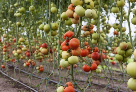 Italian man grows tomatoes in Bulgaria